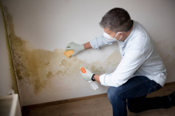 Mold Odor Removal Services in Locust Valley, NY