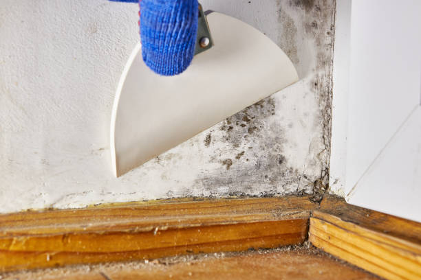 Best Industrial Mold Remediation  in Locust Valley, NY
