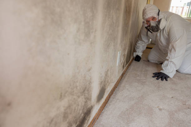 Best Mold Documentation for Insurance Claims  in Locust Valley, NY
